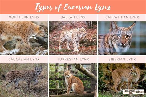 All Types Of Lynx Species With Characteristics And Photos