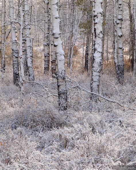 Snow Smothered Aspens Wasatch Range Utah Mountain Photography By