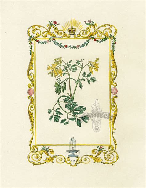 Maund Botanic Garden Botanical Prints 1825 1851