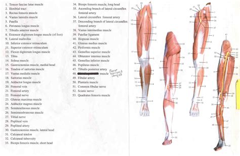 Leg Muscle Diagrams