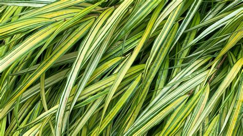 Download Wallpaper 2048x1152 Grasses Green Macro Wet Plant Ultrawide Monitor Hd Background