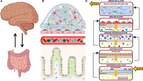 Frontiers Organ On A Chip In Vitro Models Of The Brain And The Blood