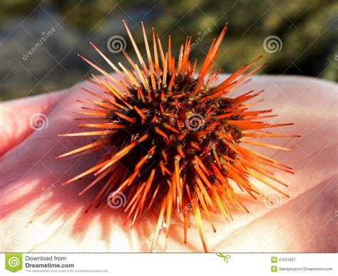 Orange Cape Urchin Stock Image Image Of Zones Southern 57031927