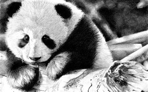 192 Panda Hd Wallpapers Backgrounds Wallpaper Abyss