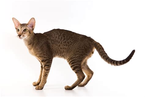 Oriental Cat Cat Breed Info And Characteristics