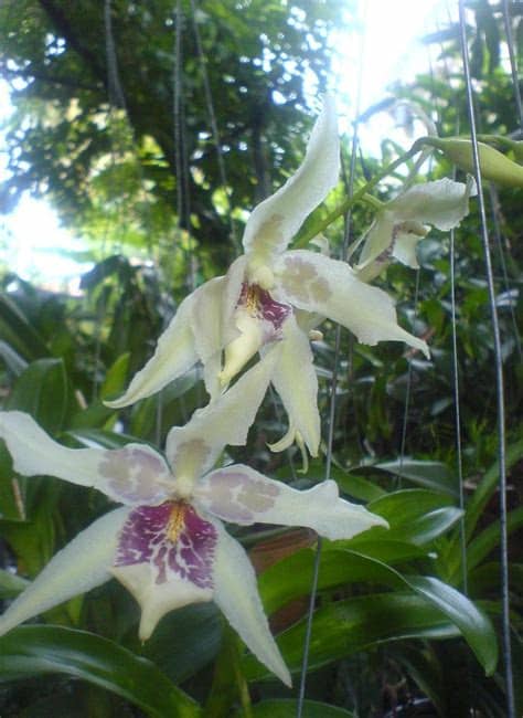 BUNGA ANGGERIK: Koleksi gambar bunga orkid yang cantik ...