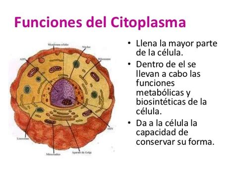 Citoplasma Bases De Biologia Celular Estudiante Cristian Fustillos