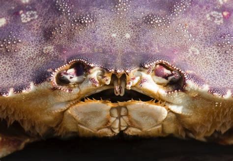 Pin By Candice May Martin On Purple Morado Crab Survival