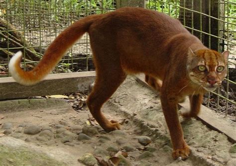 The Worlds Five Most Endangered Wild Cats Nexus Newsfeed