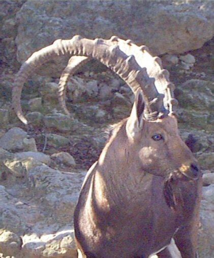 Among them, some animals have horns in their body which serves as their weapon. animal: Animal Horns Types