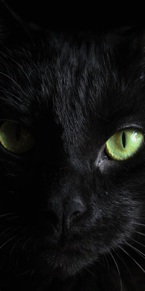 1080x2160 Black Cat Green Eyes One Plus 5thonor 7xhonor