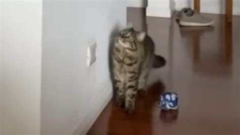 Cat Literally Jumps In Excitement During Hide And Seek With Owner Youtube