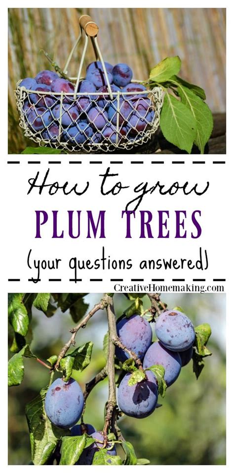 How To Grow Plums Gardening For Beginners Plum Tree Easy Plants