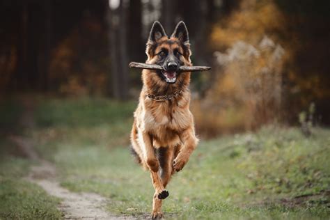 Duitse Herder Een Gehoorzame Intelligente En Loyale Hond Hondnl