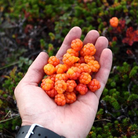 Wild Berries That You Can Eat Without Dying Food And Wine