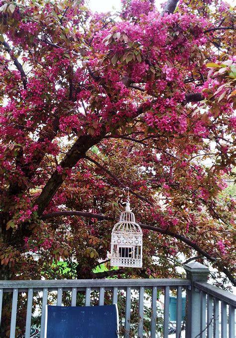 Neatly shaped columnar or pyramidal conifers or those with graceful weeping branches make excellent specimen trees with impact. Flowering crab tree shades our deck. | House styles, My ...
