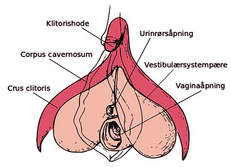 Klitoris Liknar P Ein Penis Berre Enda Meir Sensitiv