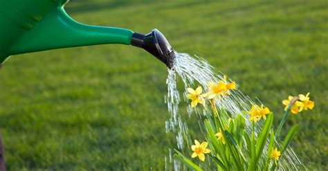 Watering Newly Planted Trees Plant Ideas