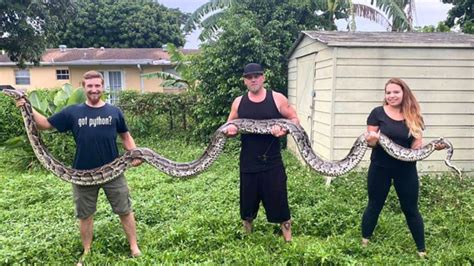 Beast Of A Snake Breaks Record For Largest Burmese Python Captured In