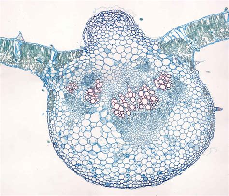 Ds Monocot Dicot Leaves Cs Valley Microscope