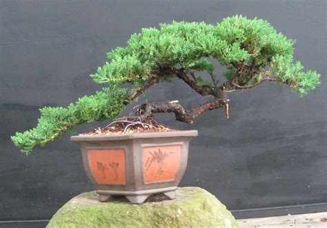 Pics Of Juniper Bonsai Juniperus Procumbens Nana Indoorbonsaitrees