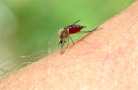 7 Remedios Naturales Para Las Picaduras De Mosquitos