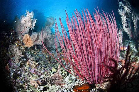 Stunning Underwater Plants And Sea Life On The Ocean Floor