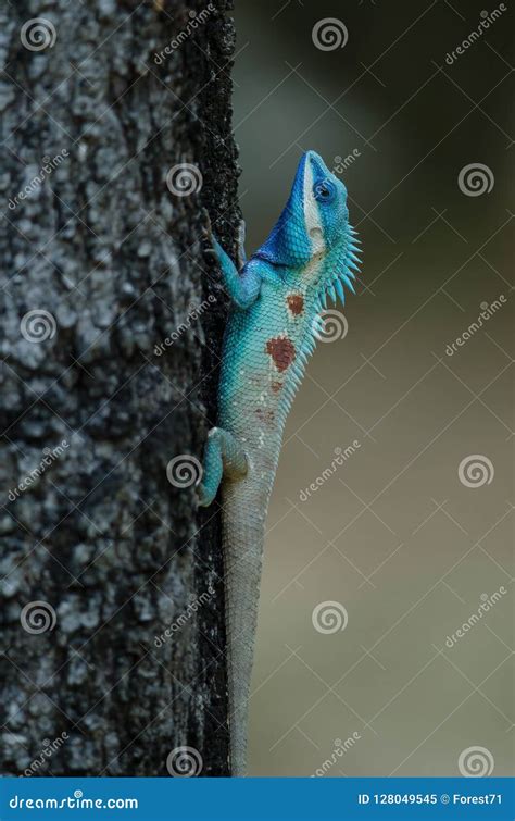 Blue Crested Lizard Or Indo Chinese Forest Lizard Stock Image Image