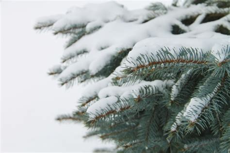 Snow On Pine Tree Branches Free Stock Photos In  Format