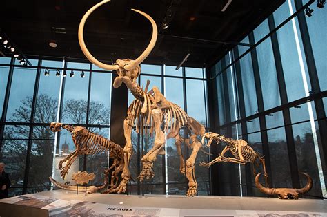 Bringing Fossils To Life Through Paleoart Burke Museum