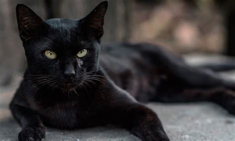 Gatos Negros Y Halloween Entre El Mito Y Los Demonios