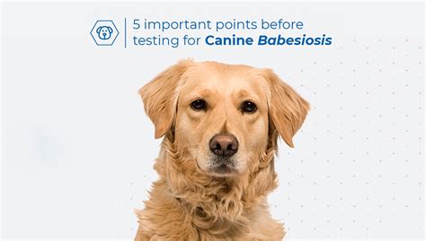 Canine Babesiosis Biogal Labs