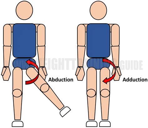 Joint Articulations And The Three Planes Of Motion Muscle Activation