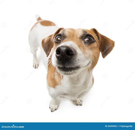 Happy Dog White Background