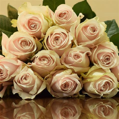 Avalanche Rose Collection Avalanche Roses Bouquet M S Description And Characteristics Of