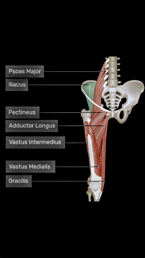 Iliacus Muscle Pt Master Guide