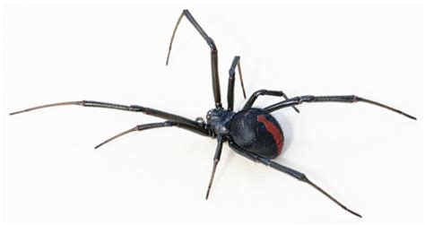 This Dangerous Spider Is Just As Lethal As A Black Widow Boredwon