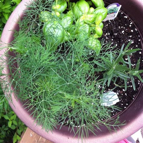 Now you have 2 central stems, coming off from the previous main stem. Quick Gardening Tip - How To Prune Basil