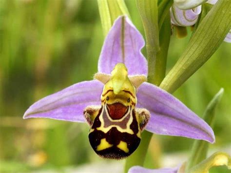 The Happiest Orchid In The World With Images Unusual Flowers Rare