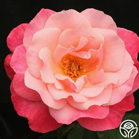 Color Magic Rose Hybrid Tea Very Fragrant Heirloom Roses