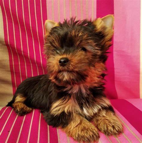 Йоркширский терьер Картинка - Йоркширский терьер