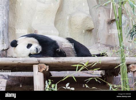 Giant Panda Bear Sleeping Stock Photo Alamy