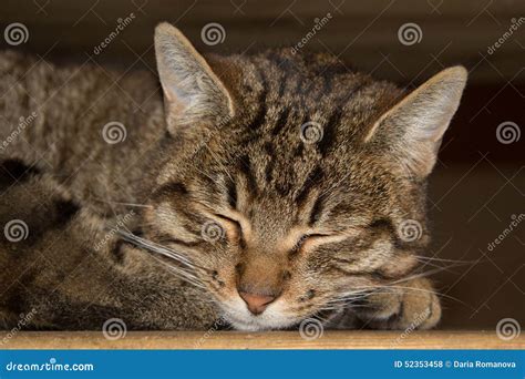 Tabby Cat Laying On Side Stock Photo Image Of Kitty 52353458