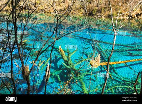 Transparent Turquoise Water Lake With Trees Submerged At Jiuzhaigou