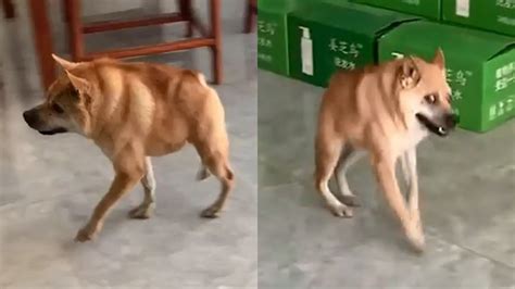 Beautiful Dog With Short Spine Syndrome Just Wants To Run Around Youtube