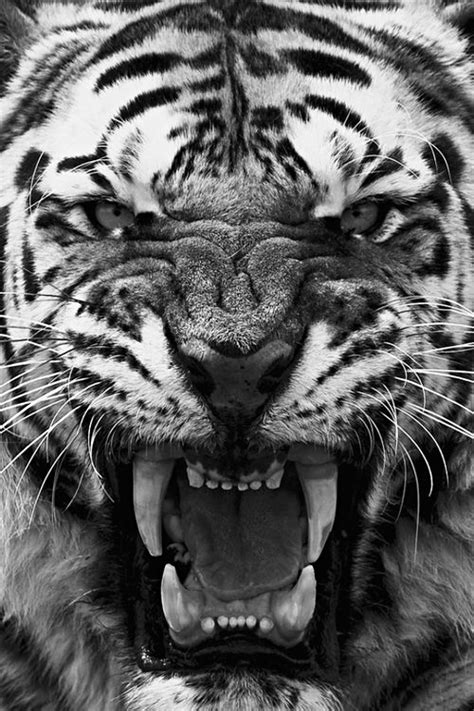 32 Best Black And White Tigers Images On Pinterest White
