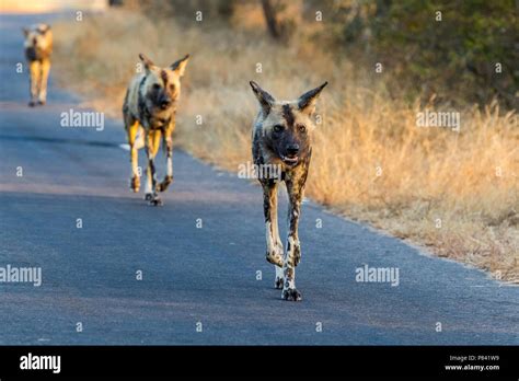 African Wild Dog Pack Patroling In One Of The Kruger National Parc