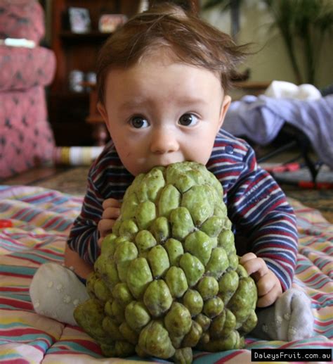 The custard tree is upright with a curved or spreading trunk 10 to 14 inches thick. Custard Apple African Pride Tree - Annona atemoya