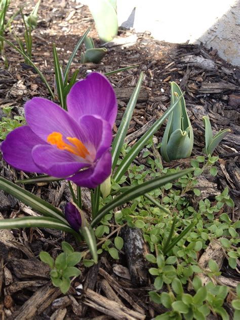Gardeners are enjoying the most fragrant february in living memory. Pin by Megan Sheets on WILD Things! | My flower, Bloom ...