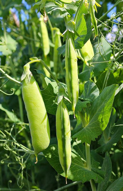 Types Of Peas Tips For Growing Garden Peas English Snow Sugar Snap